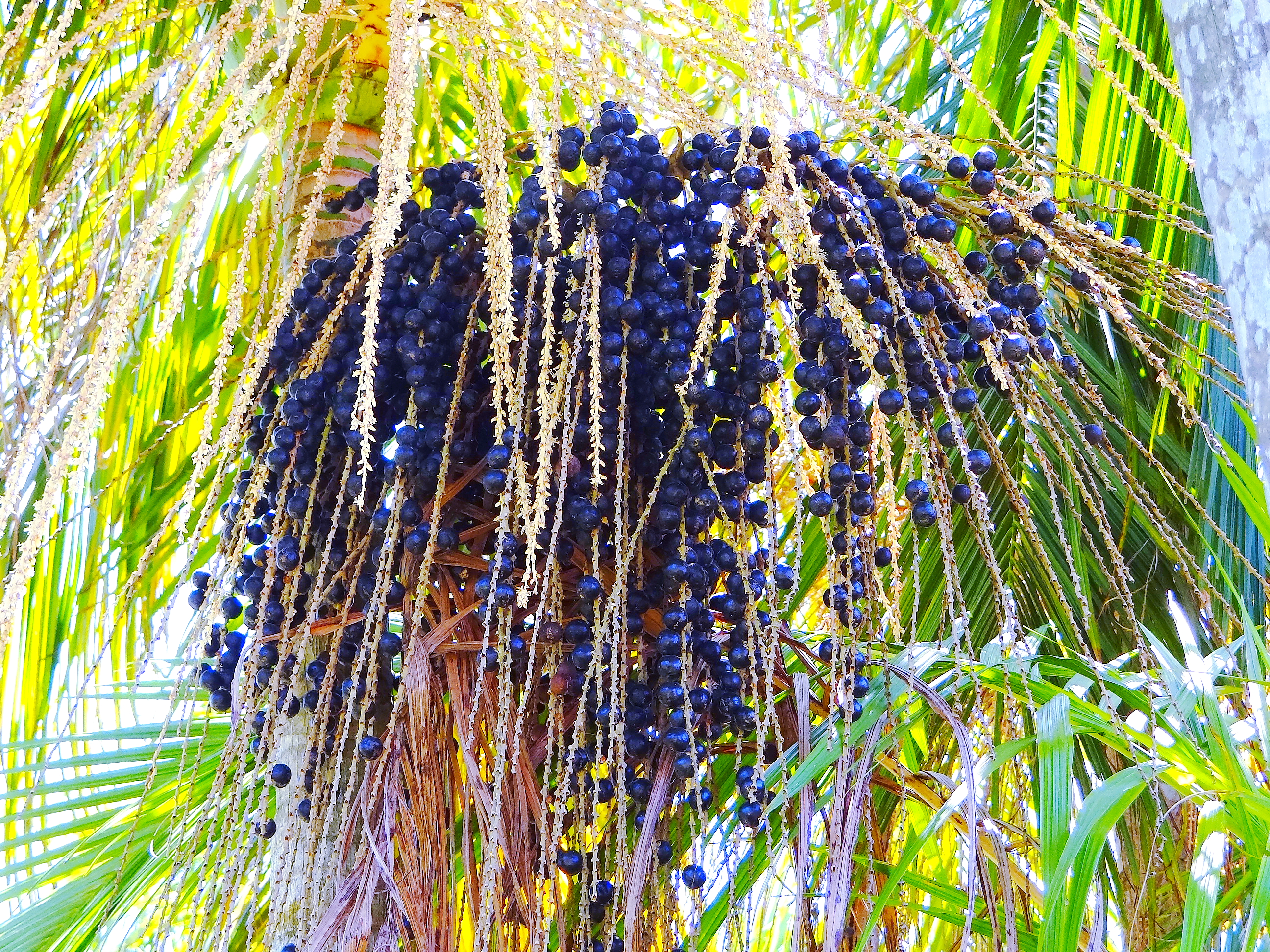 Ponthier ACAI-BEERE-Frucht-PÜREE 6x 1KG