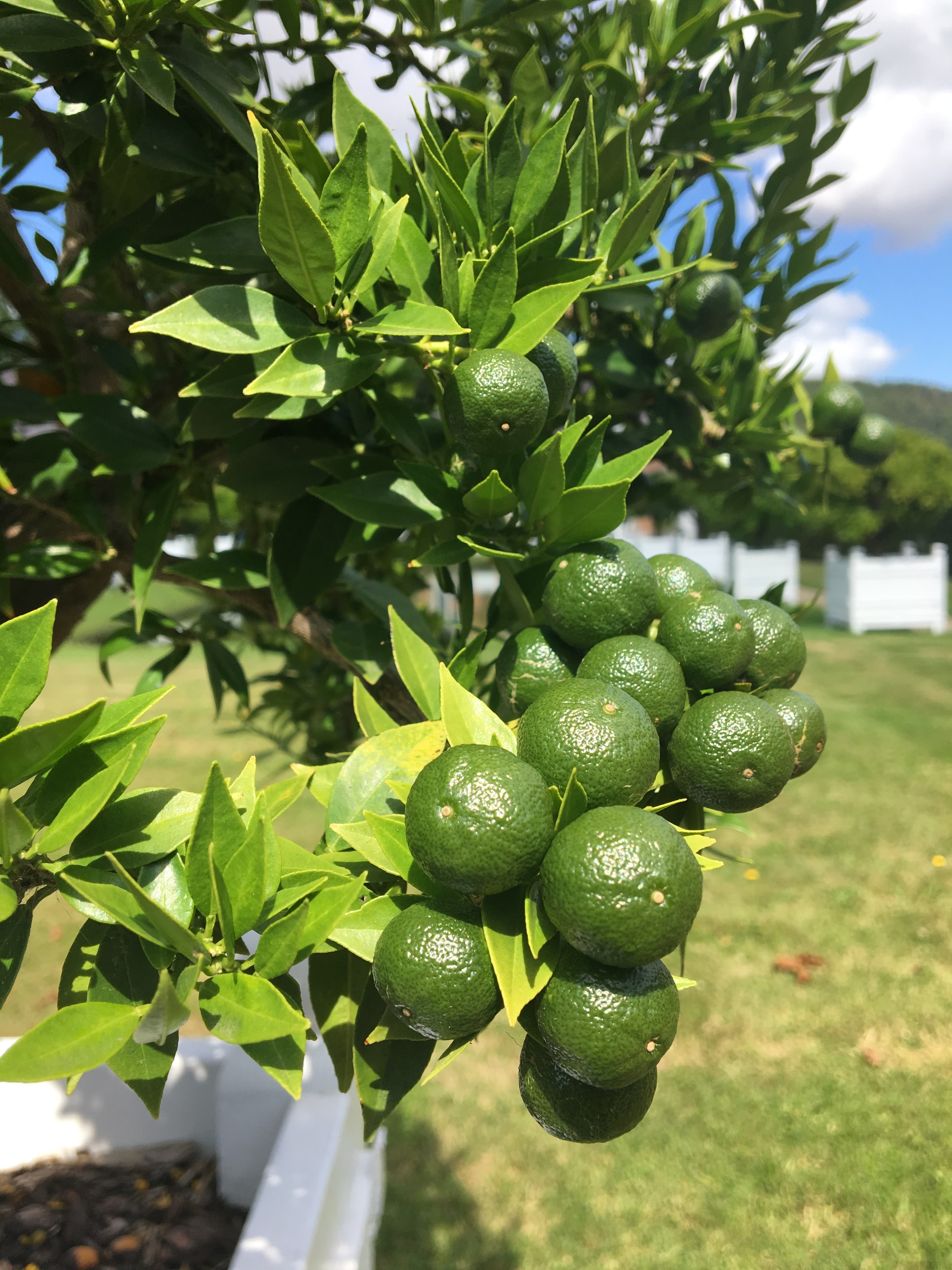 Ponthier LIMETTEN PÜREE Zitrus-Frucht-Püree 6x 1KG 