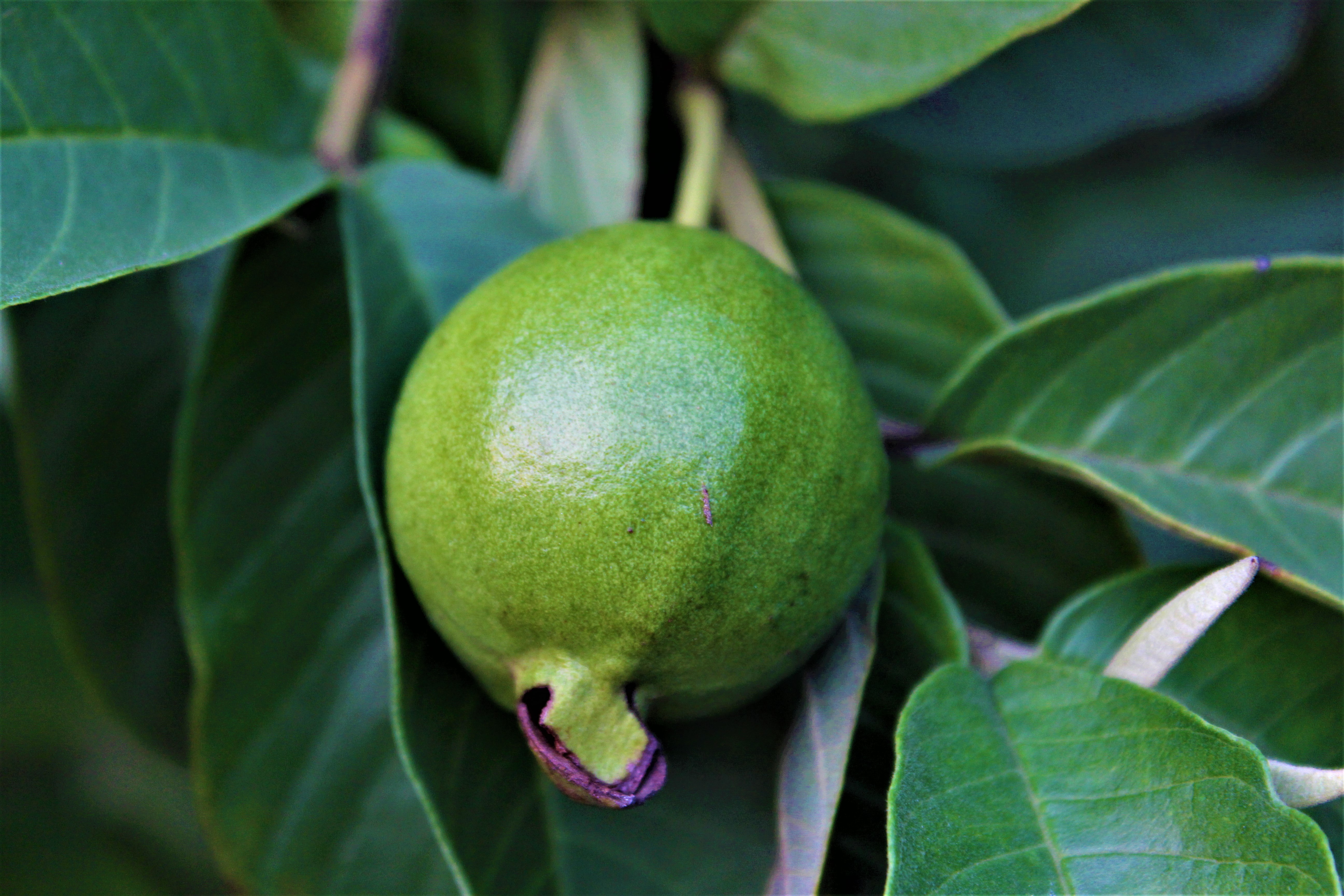 Ponthier GUAVE PÜREE Zitrus-Frucht-Püree 6x 1KG 
