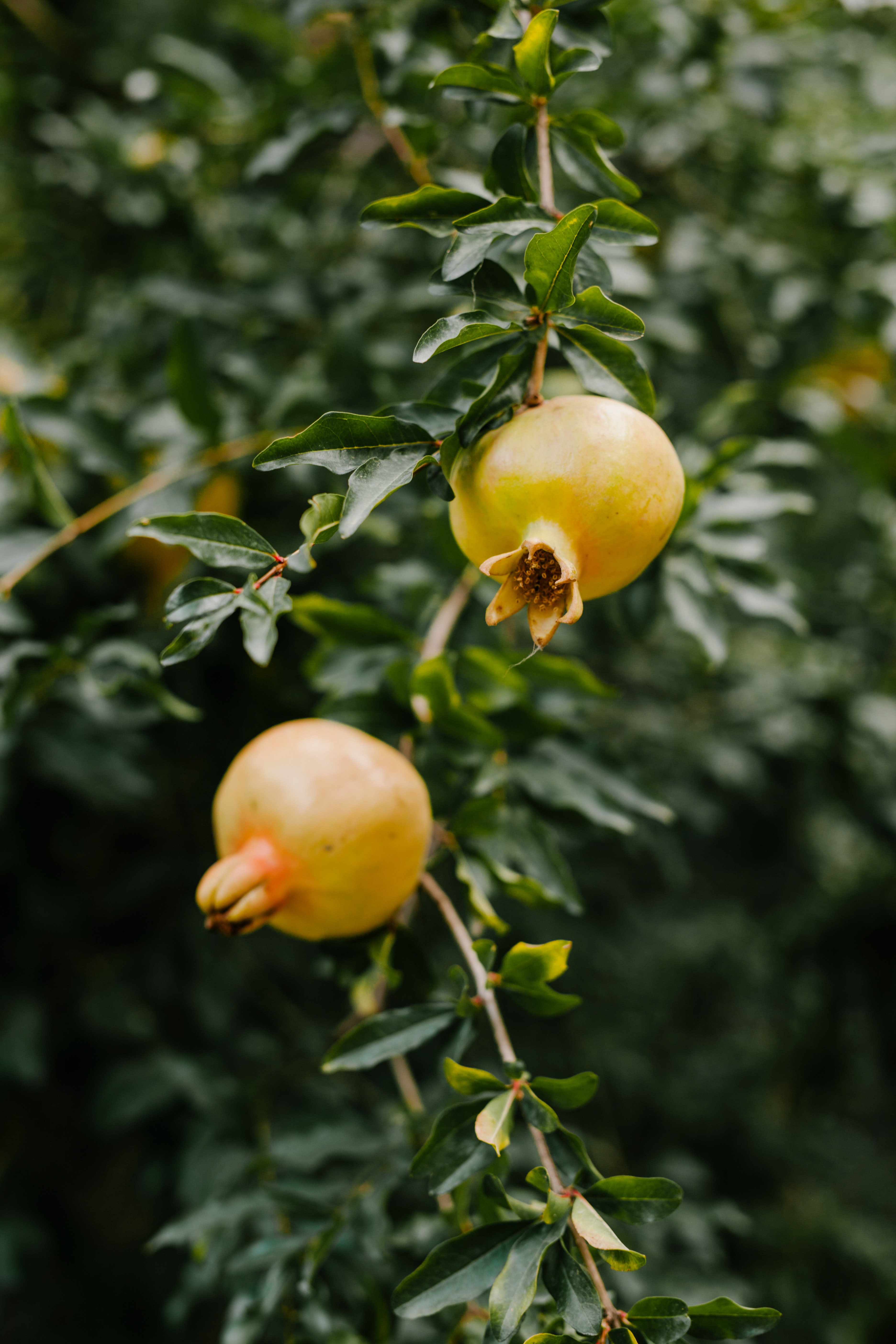 Ponthier GRANATAPFEL PÜREE Frucht-Püree 6x 1KG