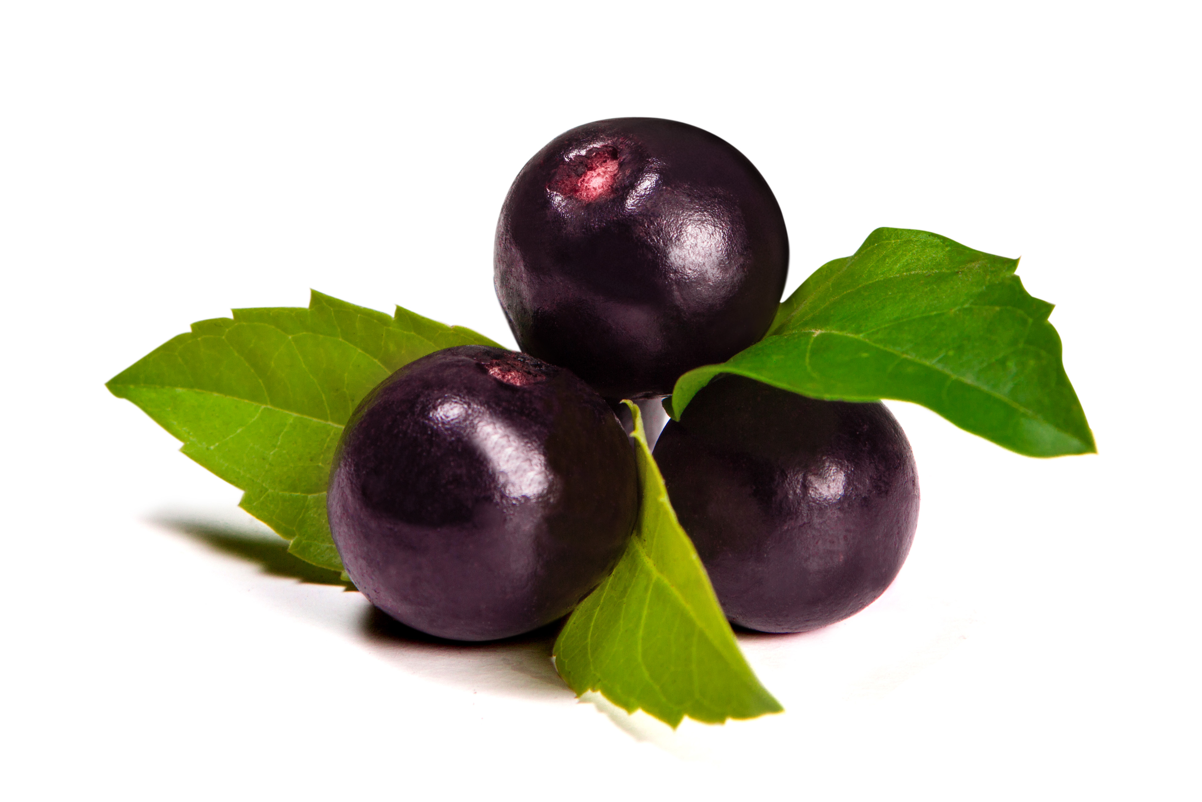 Ponthier ACAI-BEERE-Frucht-PÜREE 6x 1KG