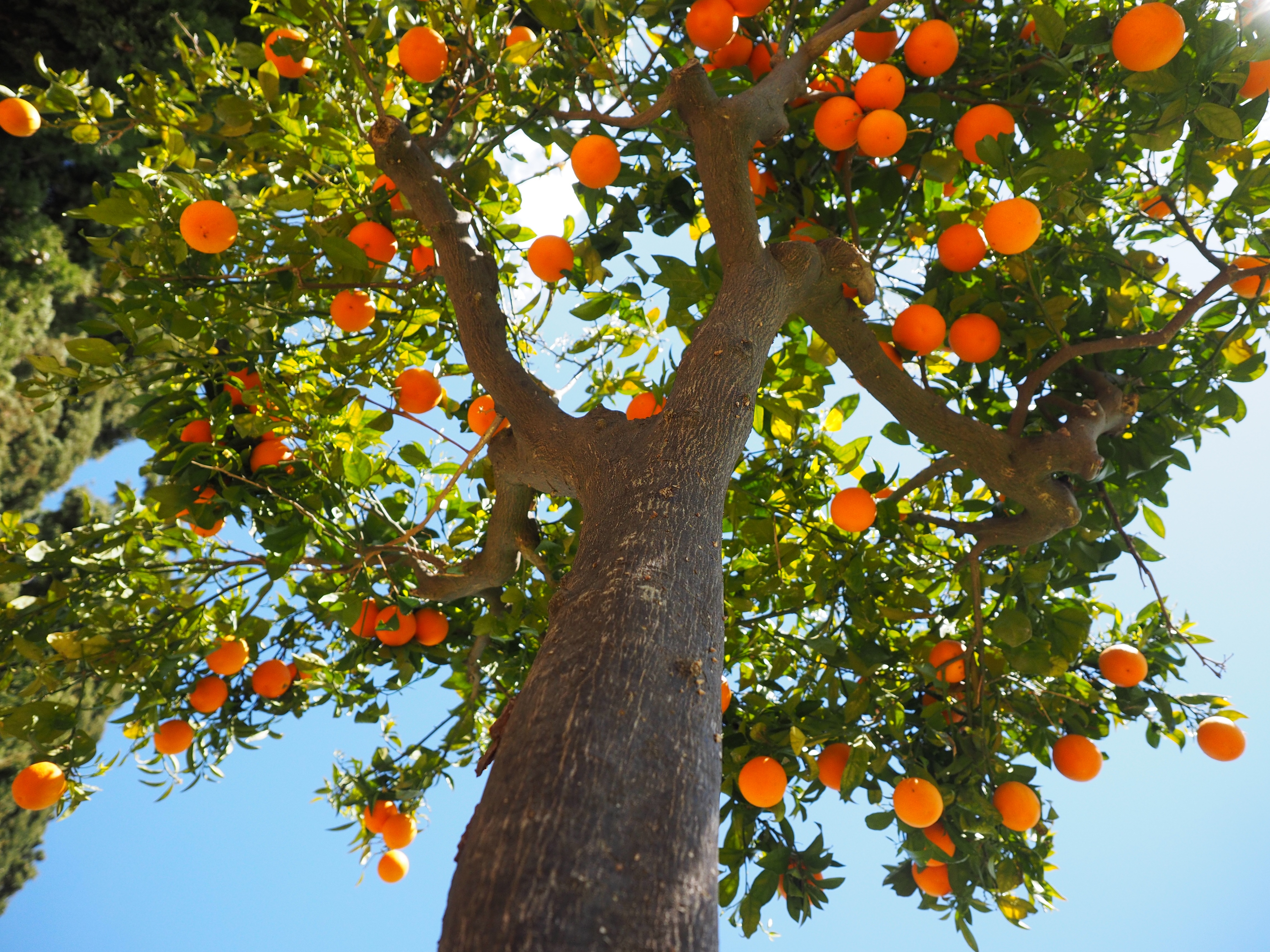 Ponthier ORANGE-VALENCIA PÜREE Zitrus-Frucht-Püree 6x 1KG 