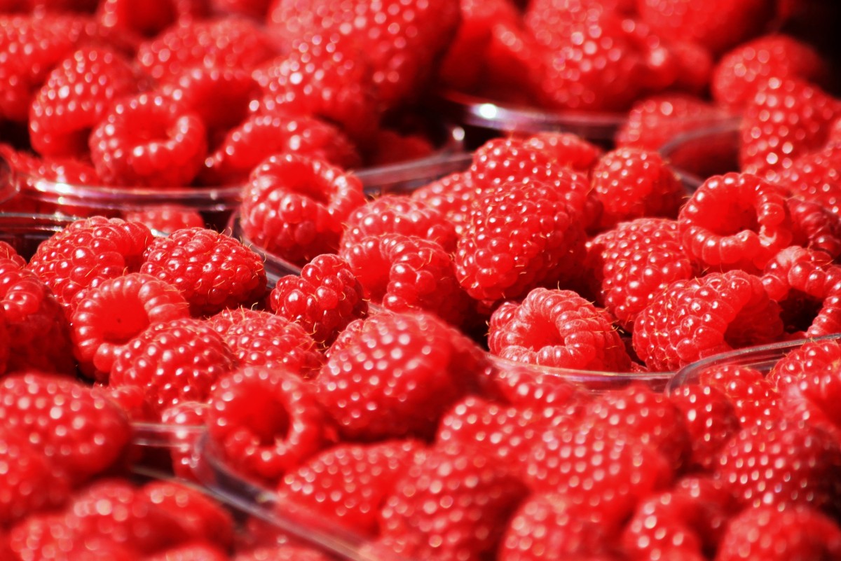 Ponthier ROTE FRÜCHTE PÜREE Frucht-Mark-Püree 6x 1 Kg 