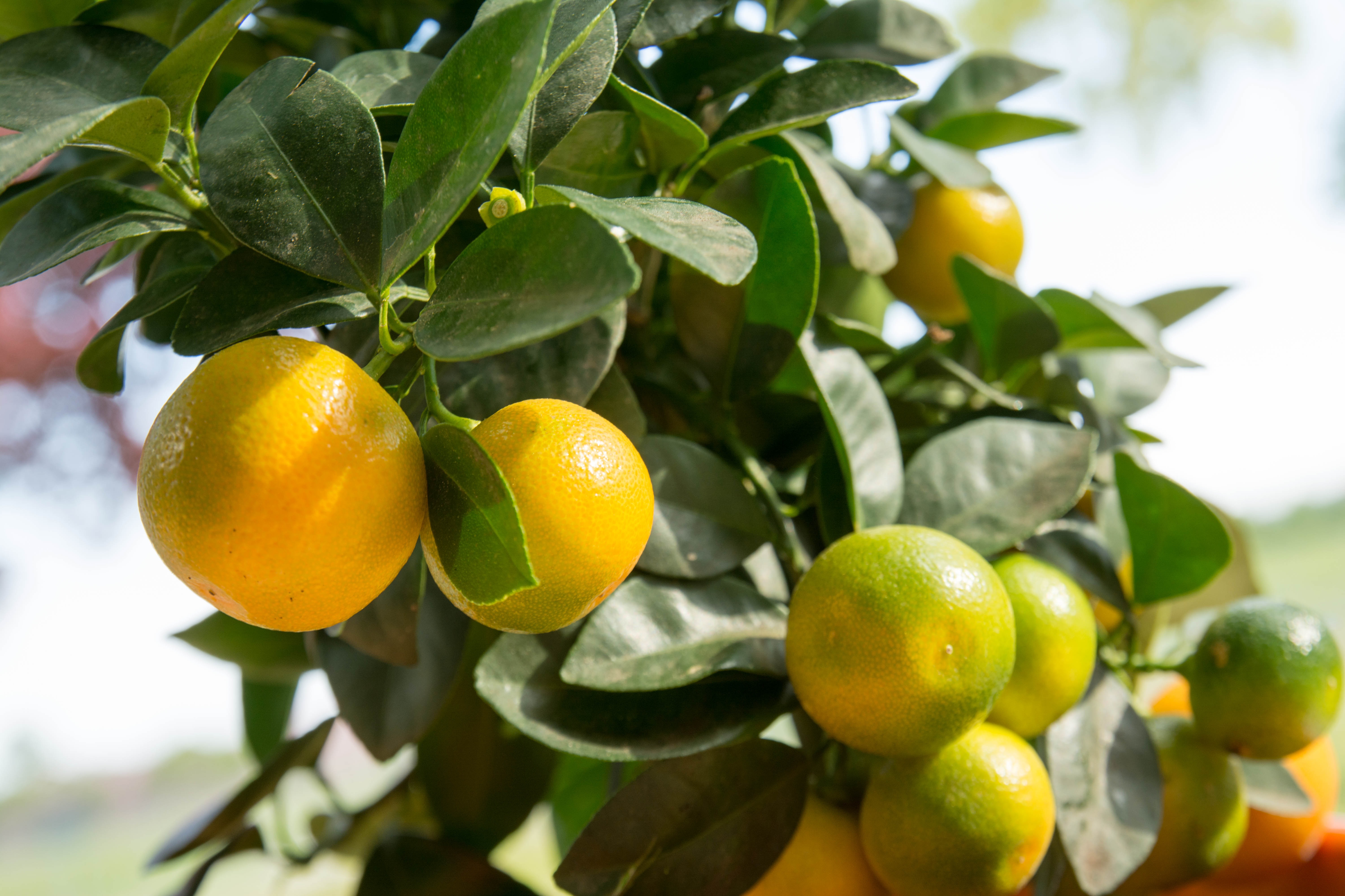 Ponthier KALAMANSI PÜREE Zitrus-Frucht-Püree 6x 1KG 