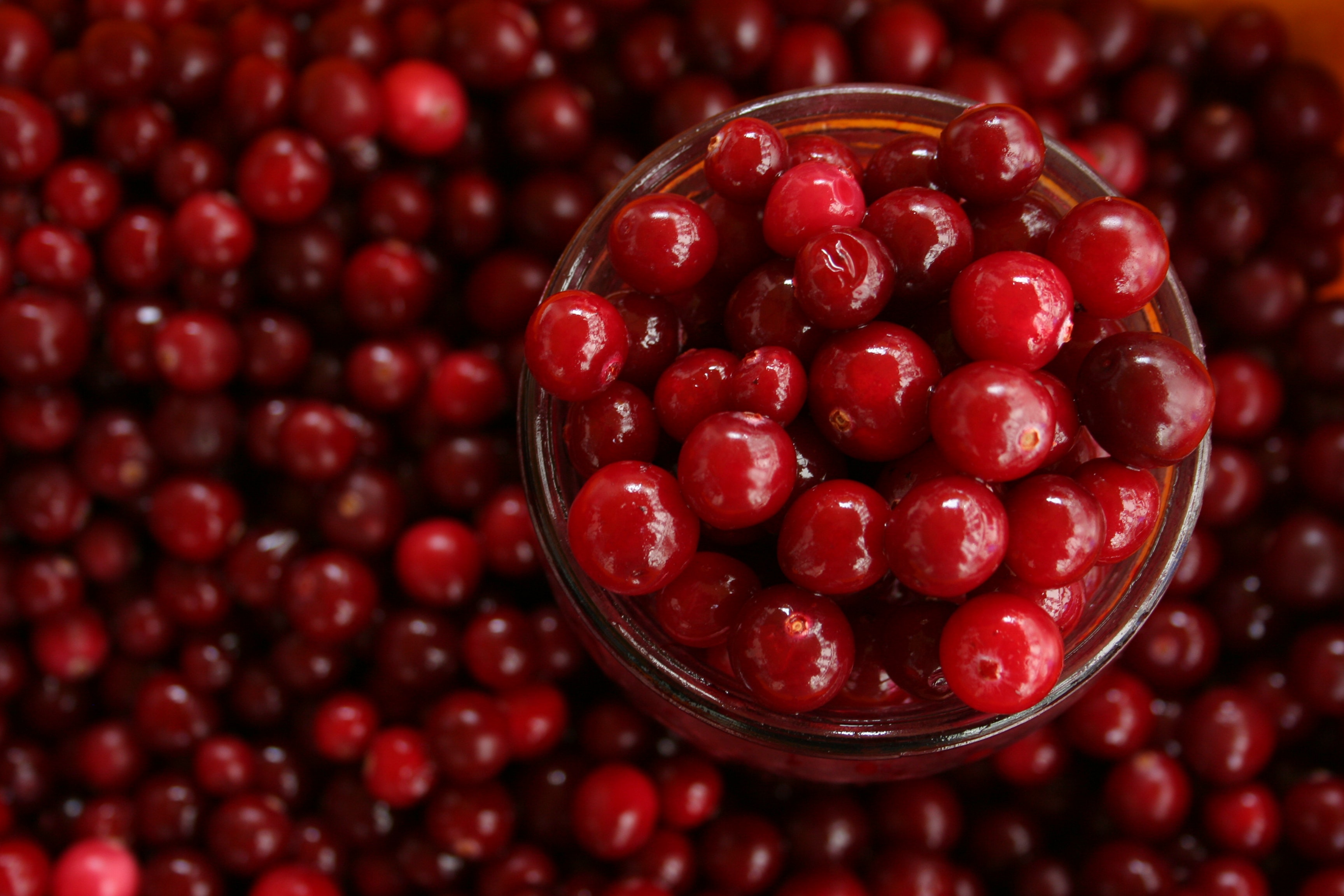 Ponthier CRANBERRY PÜREE Moos-Beeren-Frucht-Püree 6x 1KG