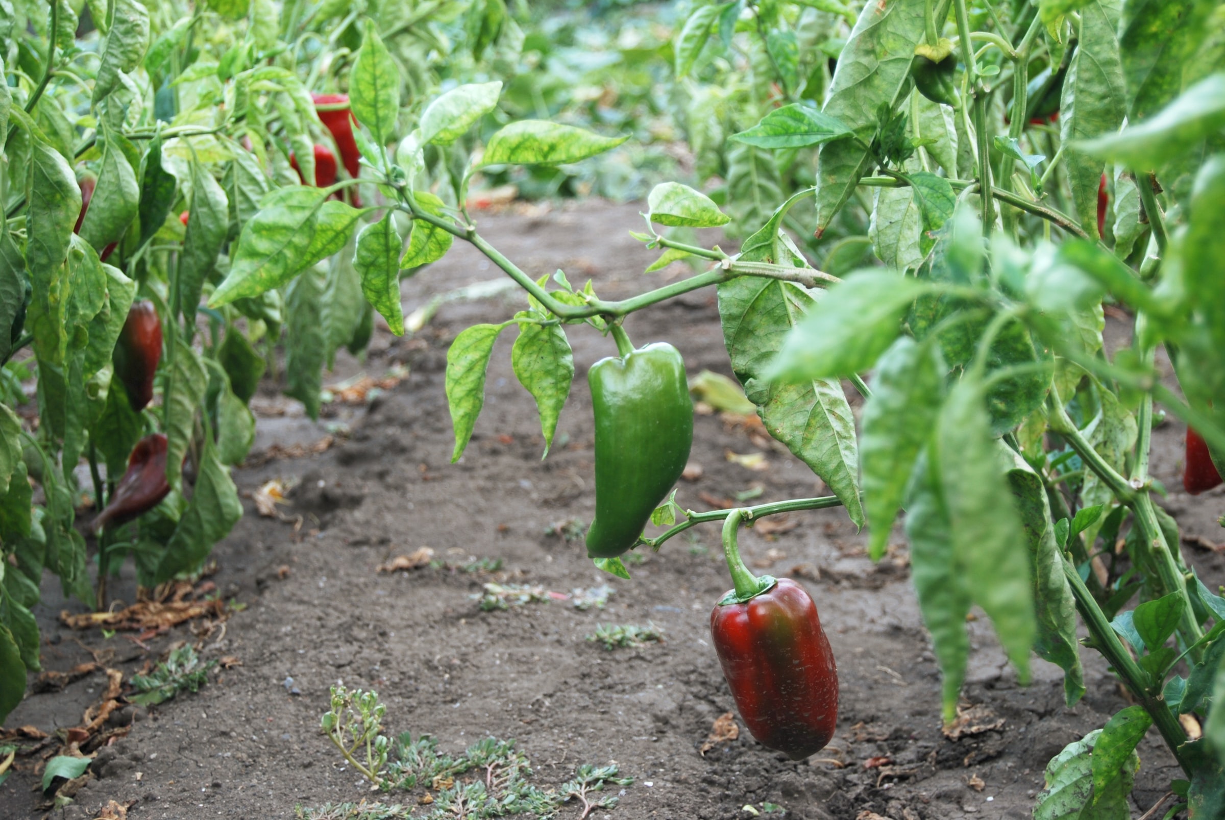 Ponthier PAPRIKA PÜREE ROT Gemüse-Püree 6x 1KG 