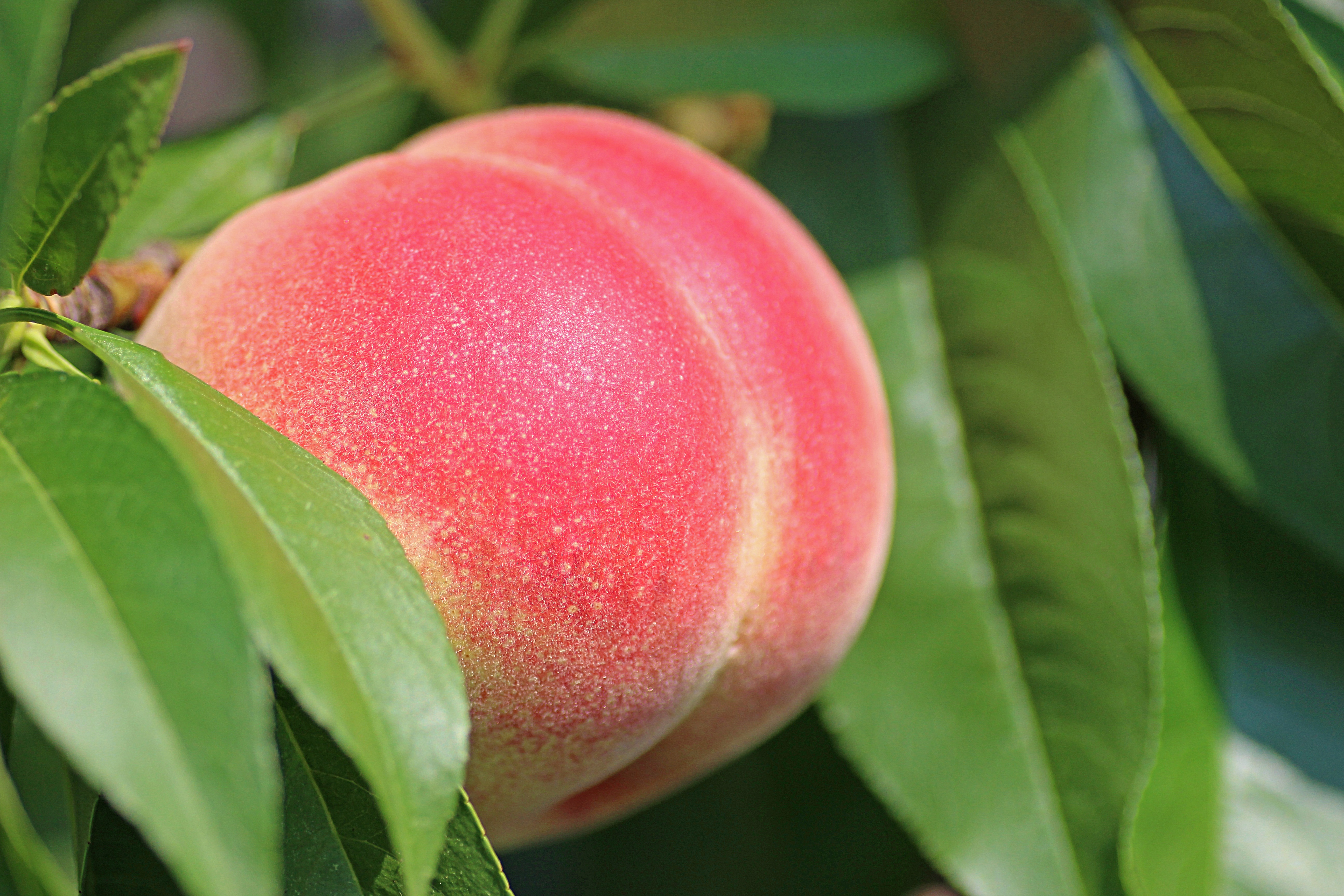 Ponthier PFIRSICH WEISS PÜREE Frucht-Püree 6x 1 KG 