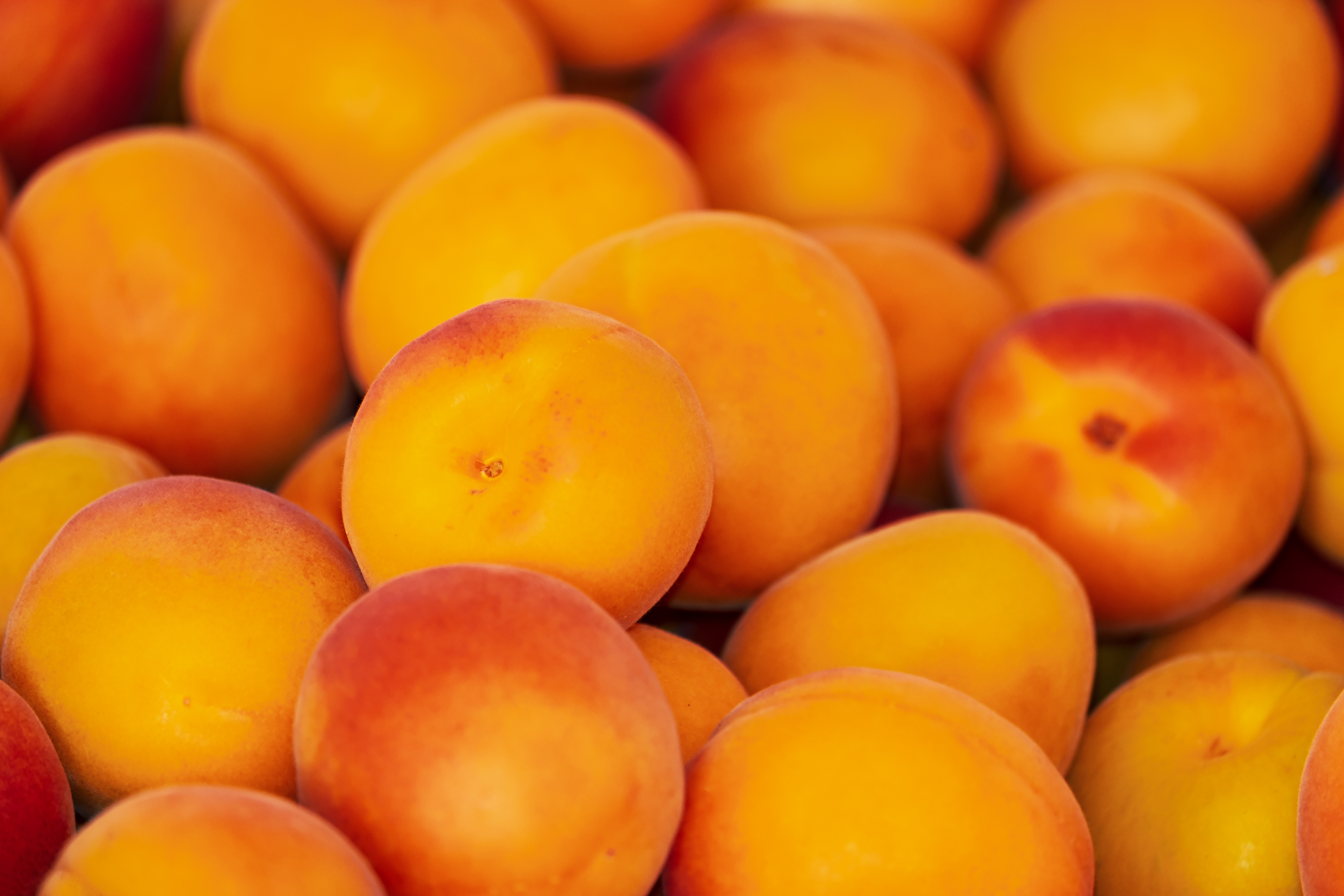 Ponthier APRIKOSEN PÜREE Marillen-Frucht-Mark-Püree 6x 1KG