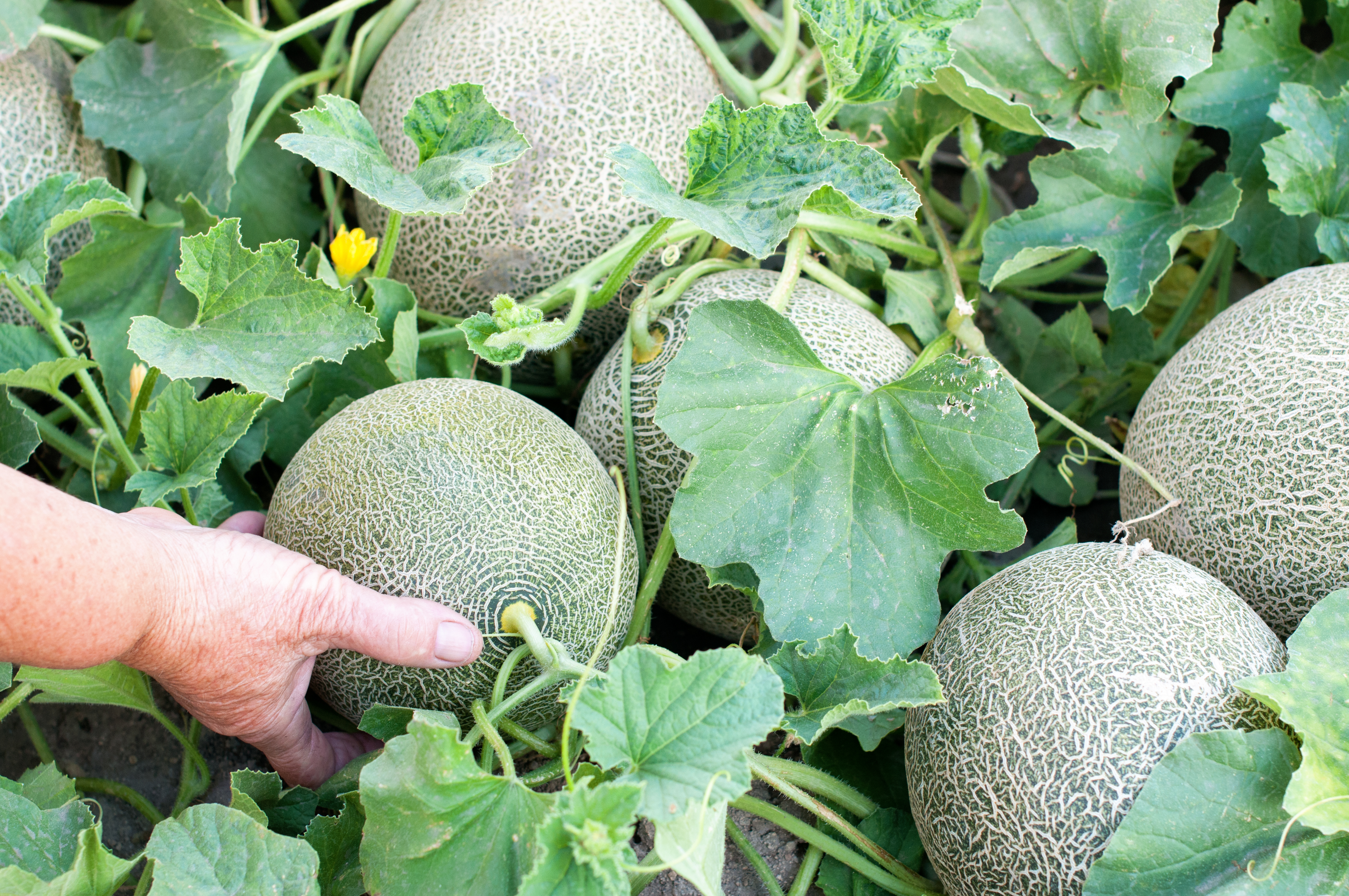 Ponthier MELONEN PÜREE Melon-du-Quercy-Frucht-Püree 6x 1KG