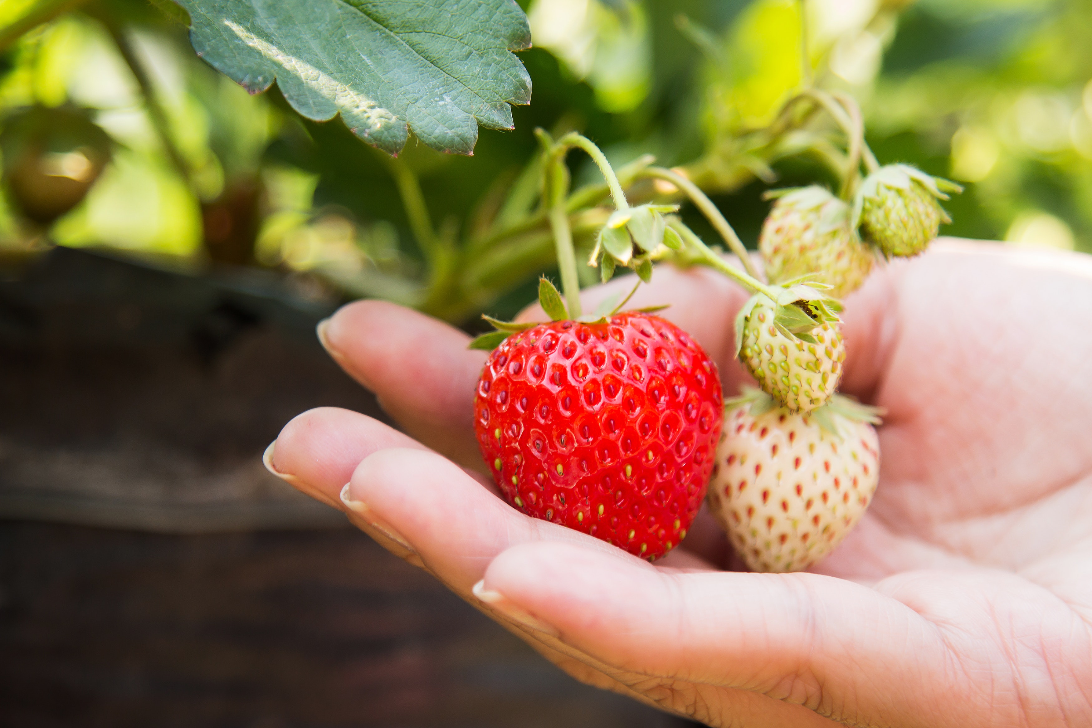 Ponthier ERDBEEREN PÜREE Camarossa-Mara-des-Bois-Beeren 6x 1KG
