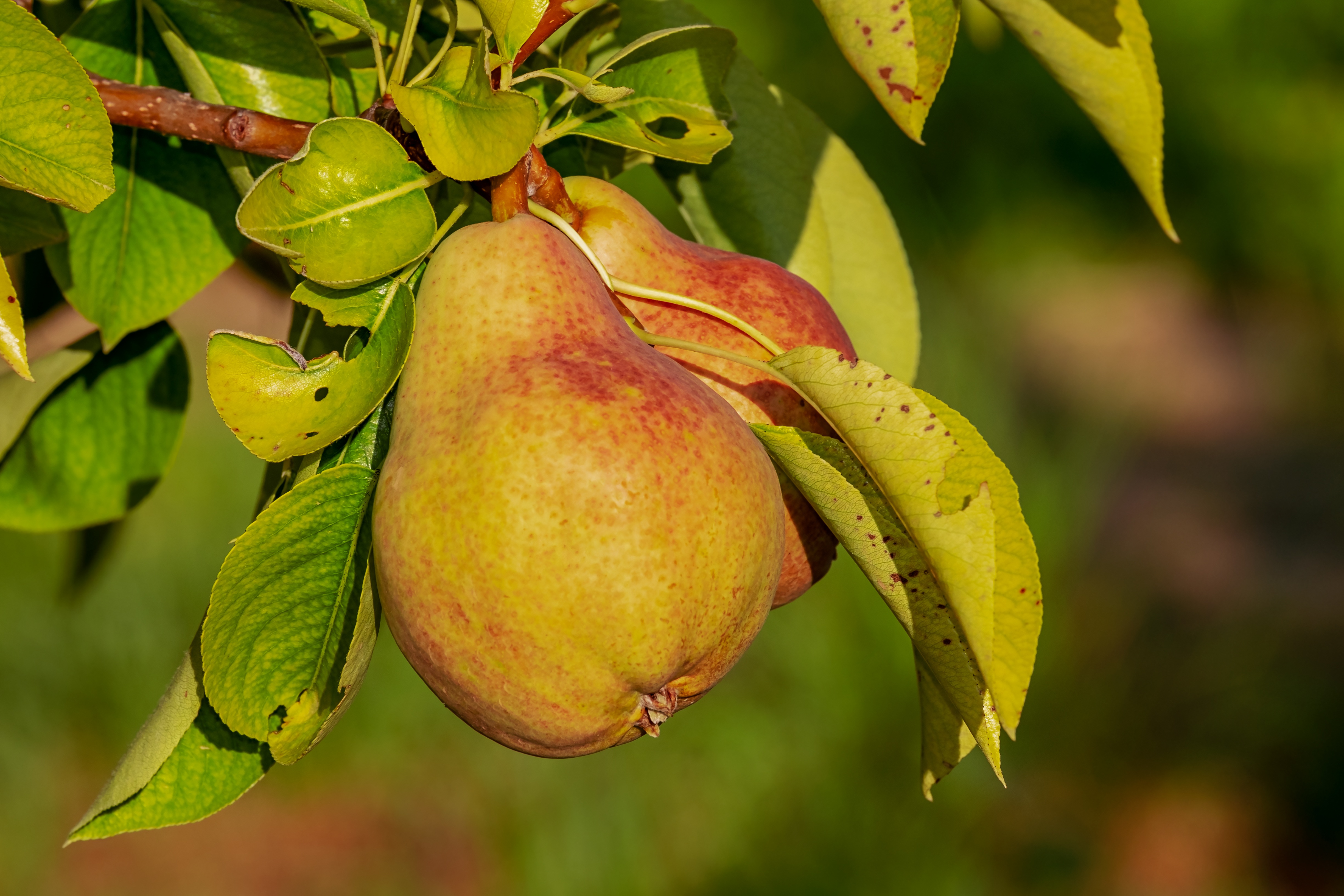 Ponthier BIRNEN PÜREE Frucht-Püree 6x 1KG höchste Qualität