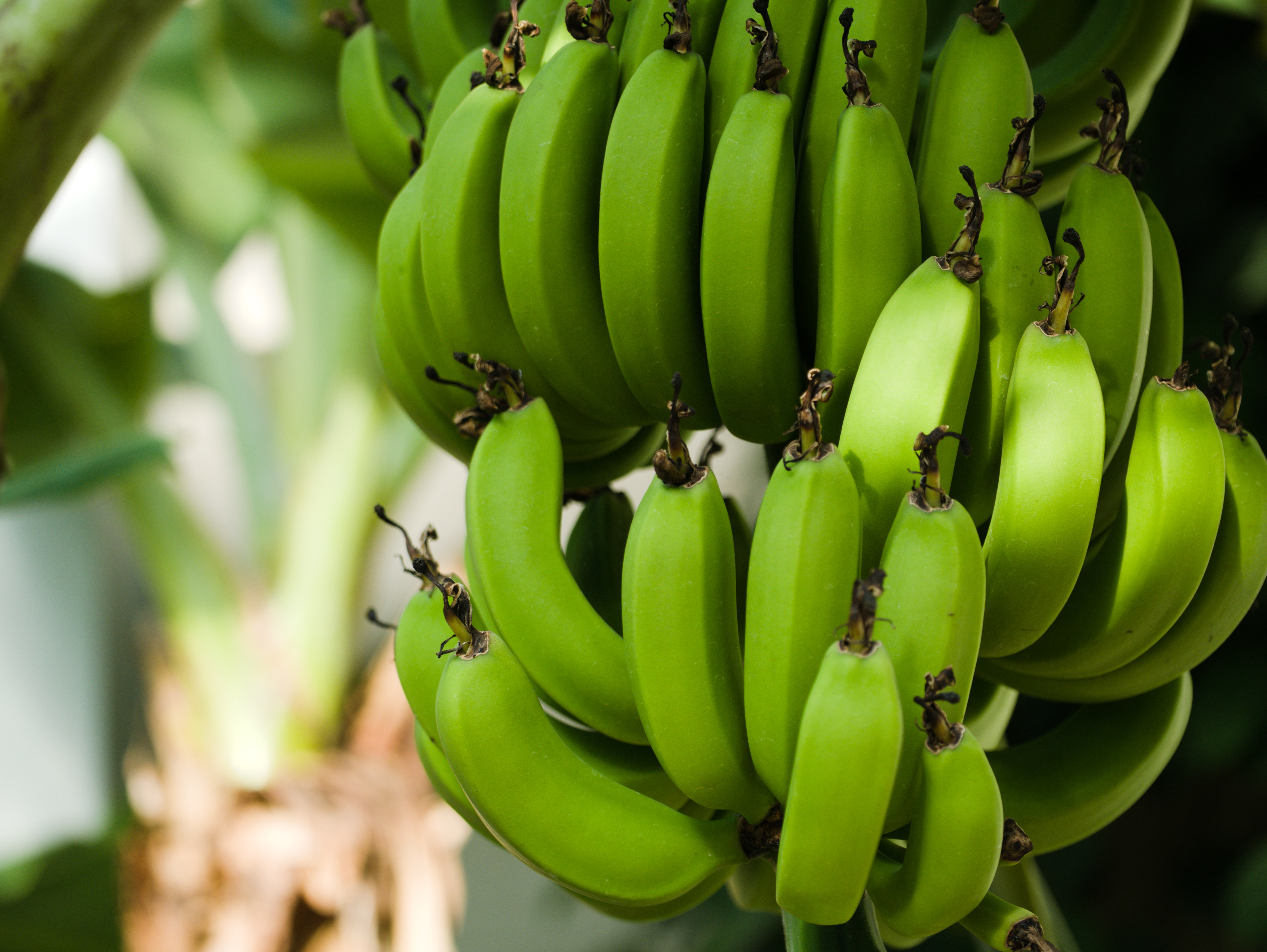 Ponthier BANANEN PÜREE Frucht-Püree 6x 1KG