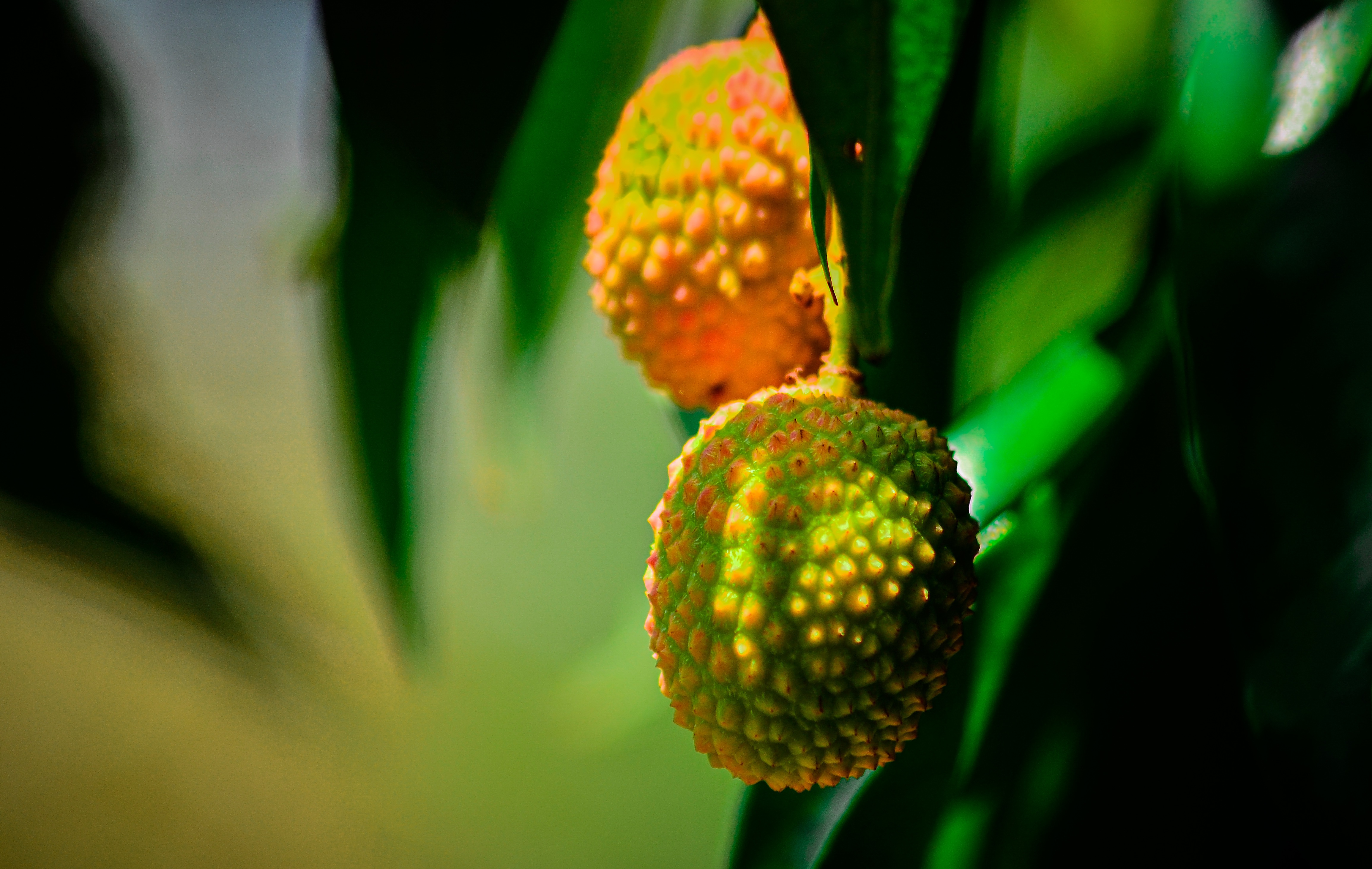 Ponthier LITSCHI PÜREE Lychee-Frucht-Püree 6x 1KG 