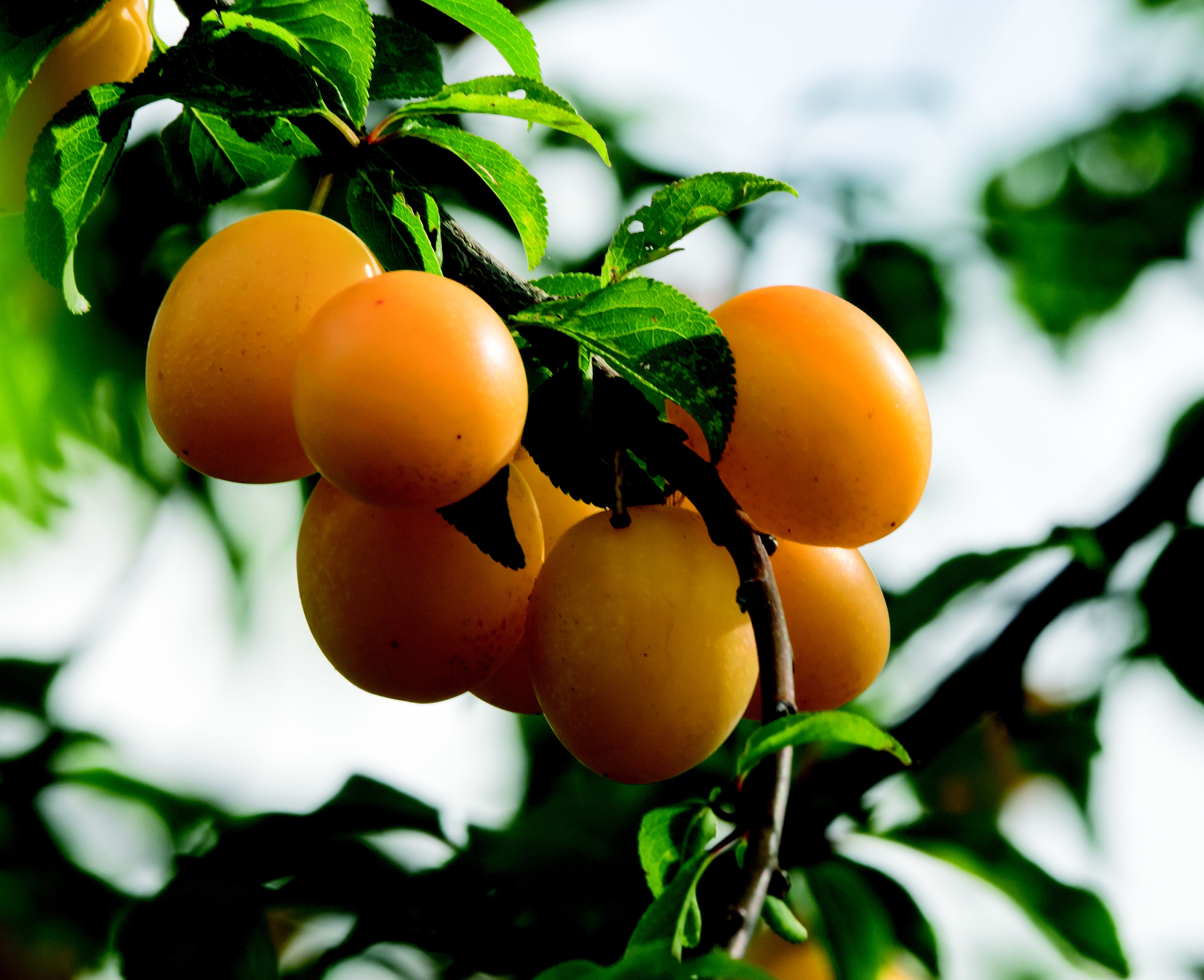 Ponthier MIRABELLEN PÜREE Zwetschge-Frucht-Püree 6x 1KG 